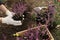 Woman planting flowering heather shrub outdoors, closeup