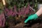 Woman planting flowering heather shrub outdoors, closeup