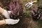 Woman planting flowering heather shrub outdoors, closeup