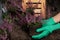 Woman planting flowering heather shrub outdoors, closeup