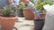 Woman planting flowers in a pot in order to arrange a small garden in front of the house during quarantine at home.