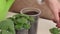 A woman is planting geraniums in a pot. Planting geraniums by cuttings. Close-up