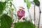 Woman planting green plants in vegetable garden, from the pot place in the ground, work for growth