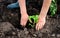 Woman planting in the hole tomato seedlings.