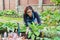 Woman planting hosta bush plant on flower bed, using shovel tools, spring gardening.
