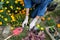 Woman is planting houseleeks sempervivum tectorum in the rockery