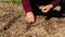 Woman planting onion bulbs in the garden