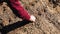 Woman planting onion bulbs in the garden