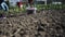 Woman planting onion in the ground in the spring. Planting onions in the garden.