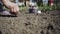 Woman planting onion in the ground in the spring. Planting onions in the garden