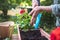 Woman planting pelargonium flower at springtime