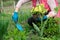 Woman planting primula flowers in spring garden