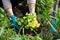 Woman planting primula flowers in spring garden