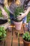 Woman planting rosemary herb into flower pot