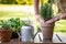 Woman planting rosemary herb into flower pot