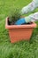 Woman planting rosemary in terracotta flowerpot