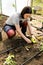 Woman planting salad