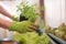 Woman is planting salad seedlings in her own garden, urban gardening