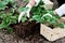 Woman is planting strawberries plants