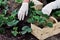 Woman is planting strawberries plants