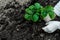 Woman is planting strawberries plants