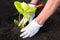 Woman planting strawberry seedling in a garden