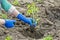 Woman planting a tomato seedling in the vegetable garden. Planting a tomato seedlings in the soil