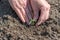 A woman is planting tomato seedlings and using her hands to tamp the ground for better rooting of the sprouts