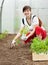 Woman planting tomato spouts