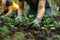 Woman planting trees or working in a community garden