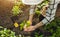 woman plants a bush of cucumber in the ground in a greenhouse. spring work with seedling in the vegetable garden