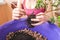 A woman plants a houseplant in a pot.