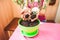 A woman plants a houseplant in a pot