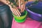 A woman plants a houseplant in a pot