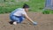 Woman plants onions in organic