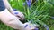 A woman plants sapphire flowers in her garden, a sunny spring day