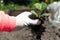 a woman plants seedlings of zucchini, pumpkins in a garden in the village