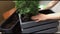 Woman plants two thujas from small plastic pot to bigger wooden pots. Consistent action of gardening on the balcony.