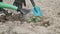 Woman plants and watered from watering can cabbage seedling in spring vegetable garden. Spring gardening, hobby, food