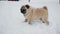 Woman play with her dog, throw snow at him, pug bites snow, owner playing with pet at winter time