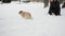 Woman play with her dog, throw snow at him, pug funny runing around, owner playing with pet at winter time