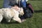 Woman playing with a cockapoo puppy outdoors