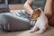 Woman playing with her jack russel terrier puppy dog on the sofa. Good relationships and friendship between owner and animal pet