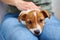 Woman playing with jack russel terrier puppy dog. Good relationships and friendship between owner and animal pet