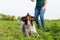 Woman plays with a Brittany dog
