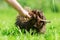 Woman plays with a Havanese dog in the meadow