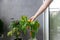 A woman plucks the fruit of hot chili peppers grown in a balcony garden