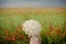 Woman posing in Poppies field with umbrella