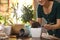 Woman potting ficus plant at home, closeup. Engaging hobby