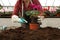 Woman potting flower in greenhouse, closeup.